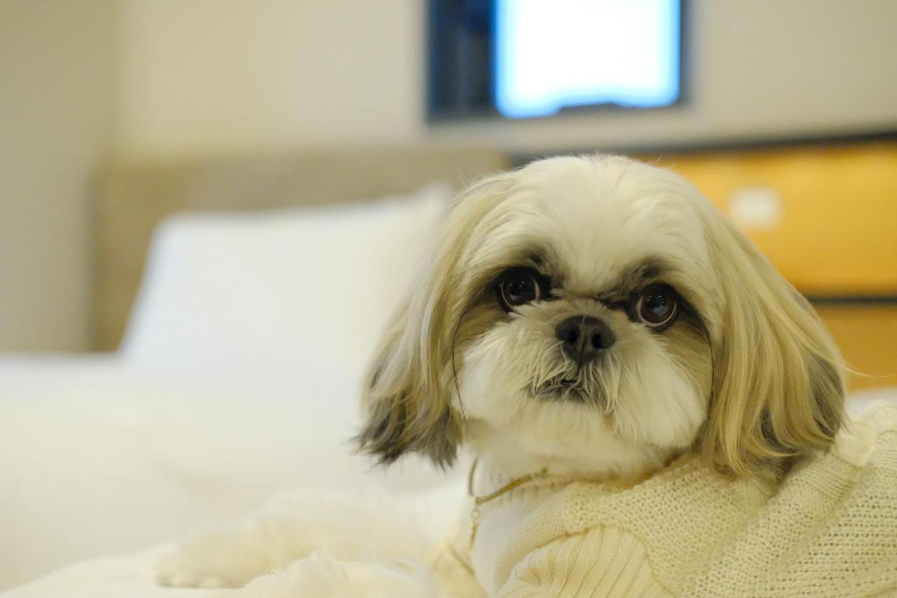 Dog-Friendly - Deluxe Twin Room - Non-Smoking (For One Dog),1152548490:JPEG