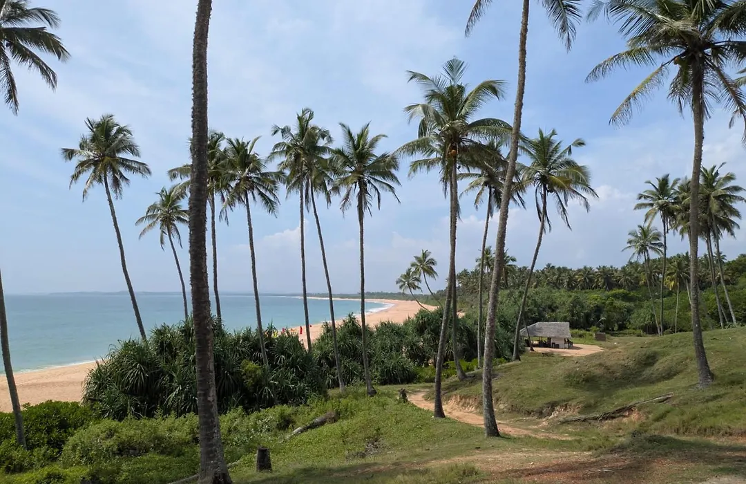 Coconut Tree Hill Rekawa-1