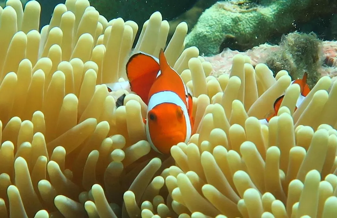 Chindonan Dive And Beach Resort-1