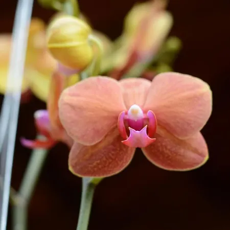 Botanic Garden Villas-3